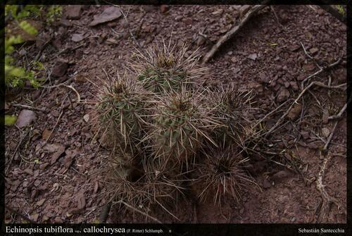 Echinopsis