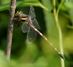 Cordulegaster bilineata