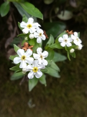 Lithospermum distichum