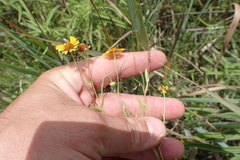 Helenium elegans