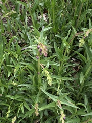 Penstemon whippleanus