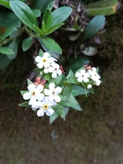 Lithospermum distichum