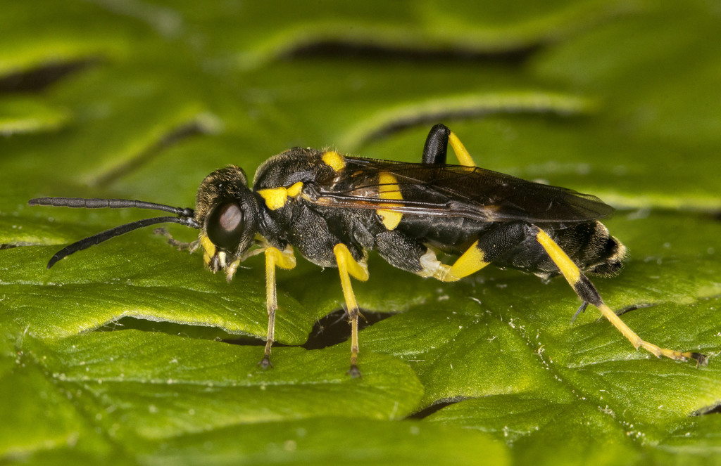 Macrophya bifasciata