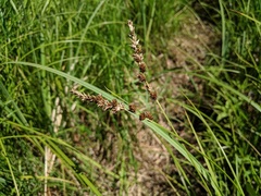 Carex sartwellii