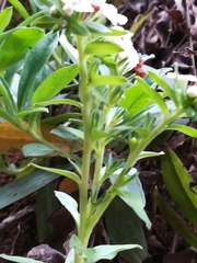 Lithospermum distichum