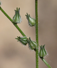 Cryptantha simulans