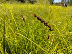 Carex sartwellii