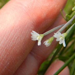 Epilobium davuricum