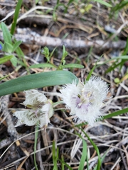 Calochortus coeruleus