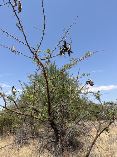 Silky Thorn (Vachellia rehmanniana)