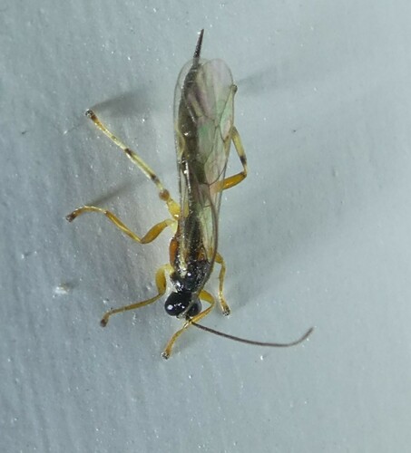 Dreisbachia pictifrons