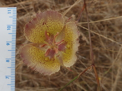 Calochortus weedii intermedius