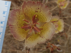Calochortus weedii intermedius