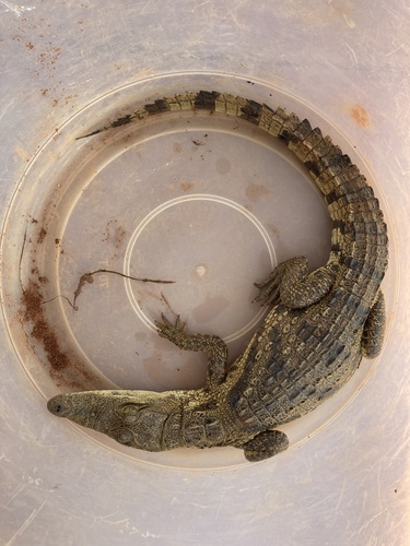 West African Crocodile