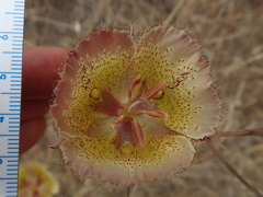 Calochortus weedii intermedius