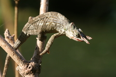 Kilimanjaro Blade-Horned Chameleon photo 1