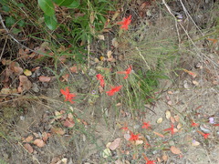 Silene laciniata laciniata