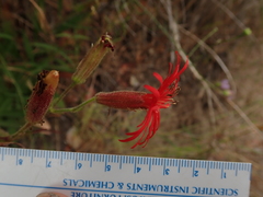 Silene laciniata laciniata