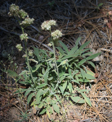 Phacelia egena