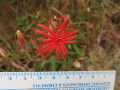 Silene laciniata laciniata