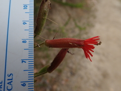 Silene laciniata laciniata