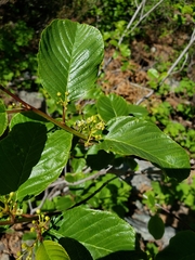 Frangula purshiana annonifolia