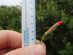 Silene laciniata laciniata