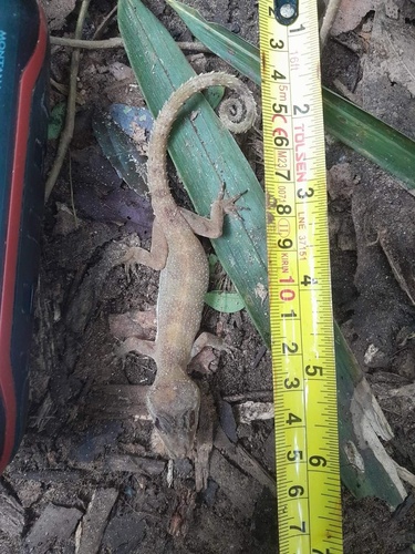 Tree Spirit Bent-toed Gecko