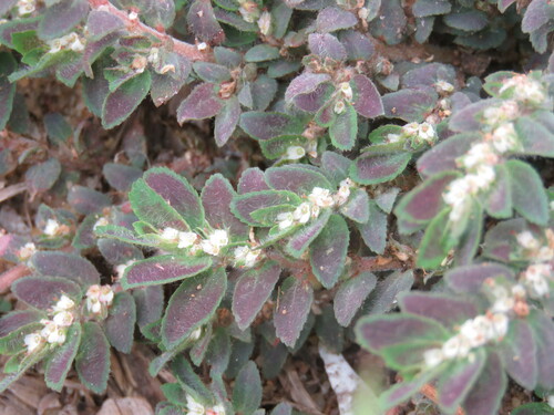 Image of Euphorbia dioeca by (c) Pablo Cauã da Silva Toledo, some rights reserved (CC BY)