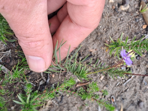 Image of Heliophila subulata by (c) Eugene Hahndiek, some rights reserved (CC BY-SA)
