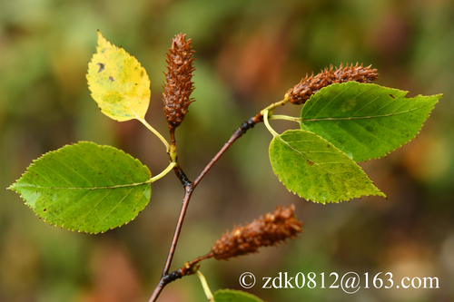 Himalayan Birch