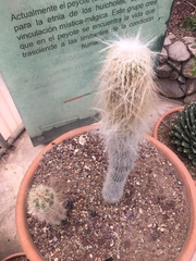 Cephalocereus senilis