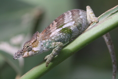 Taita Blade-Horned Chameleon photo 2