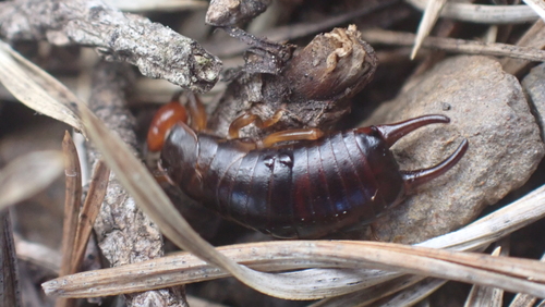 Chelidura arverna