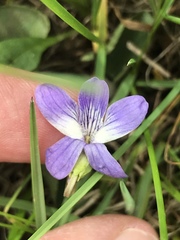 Viola nephrophylla
