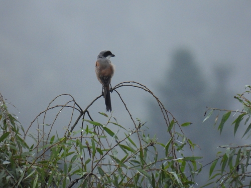 Long-tailed Shrike