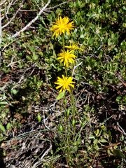 Microseris nutans