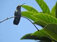 Cynanthus latirostris