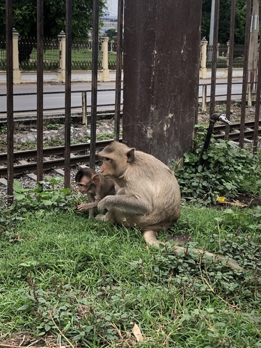 Rhesus Macaque