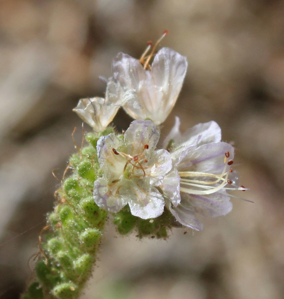 Phacelia purpusii