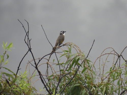 Light-vented Bulbul