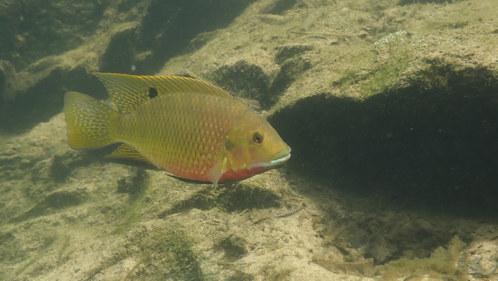 Redbelly tilapia (Coptodon zillii) — Cichlidae