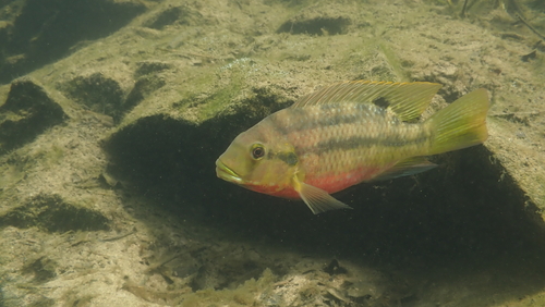 Redbelly tilapia (Coptodon zillii) — Cichlidae — 2