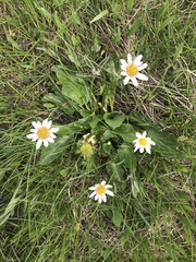 Caltha leptosepala