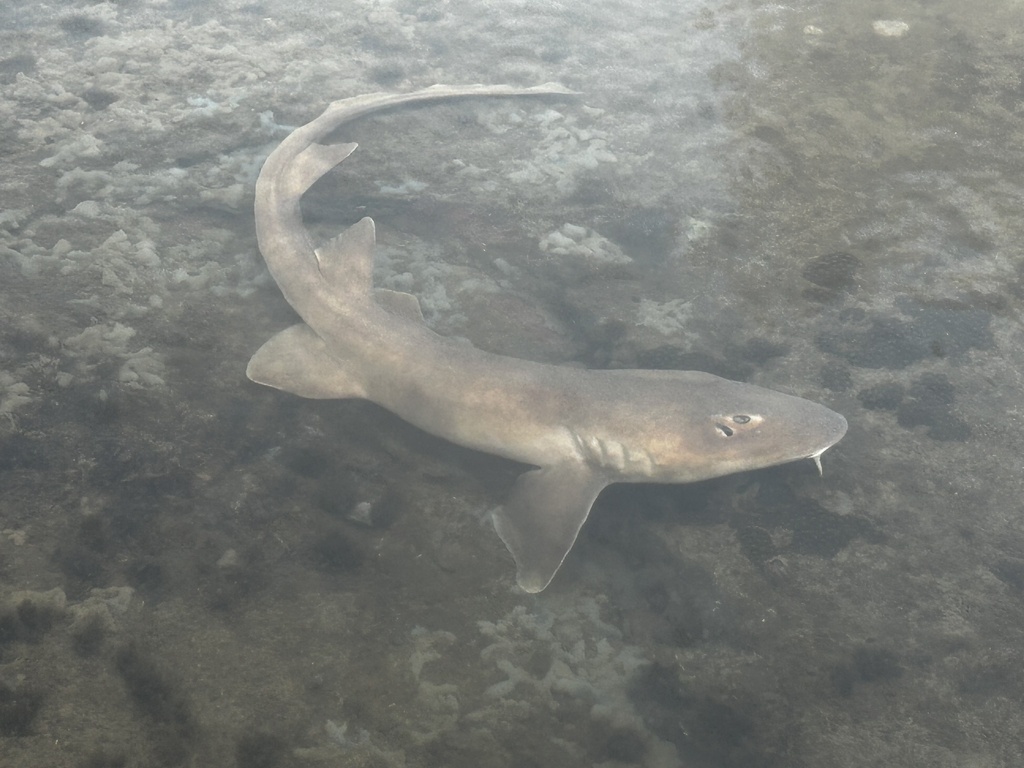 Arabian carpetshark (Chiloscyllium arabicum) — Hemiscylliidae