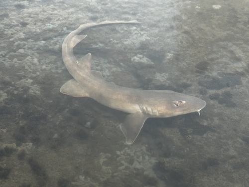 Arabian carpetshark (Chiloscyllium arabicum) — Hemiscylliidae