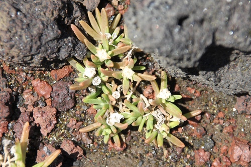 Delosperma napiforme, photograph 1