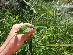 Verbena scabra