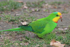 Polytelis swainsonii