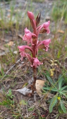 Membranous Satyrium (Satyrium membranaceum)